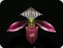 Paph. purpuratum